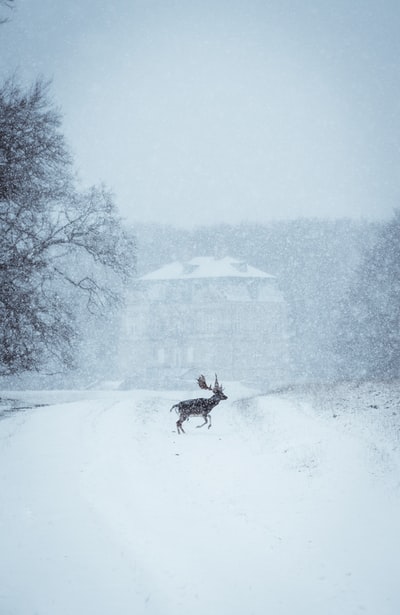 雪地上的黑白狗